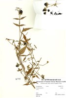 藏品(狗筋蔓)的圖片